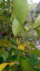Coptosperma