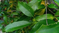 Coptosperma