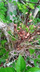 Microcoelia perrieri