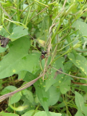 Phidippus californicus