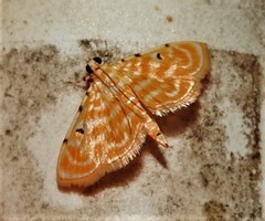 Notarcha aurolinealis