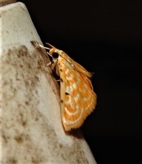 Notarcha aurolinealis
