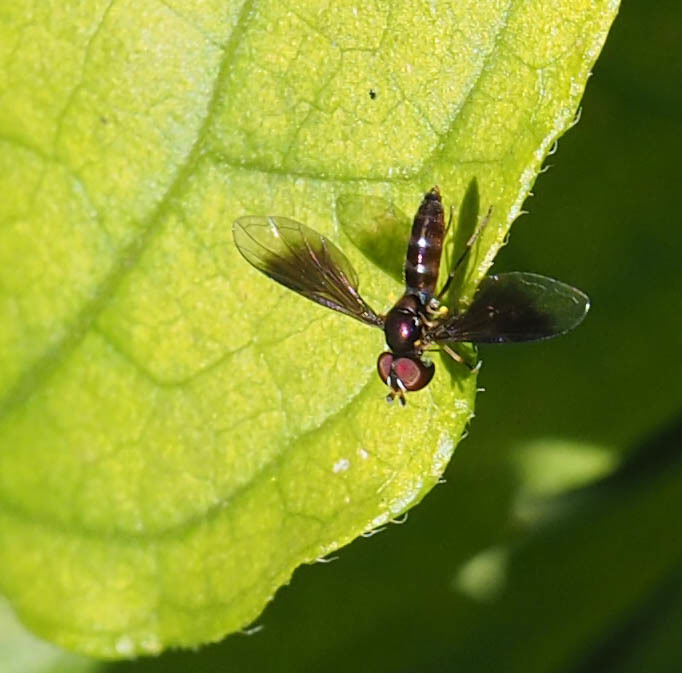 Syrphid fly