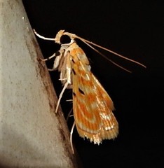 Notarcha aurolinealis