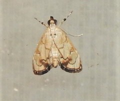 Eudaimonisma batchelorella