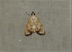 Eudaimonisma batchelorella