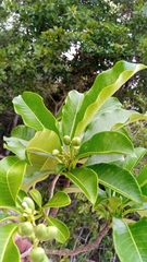Rauvolfia