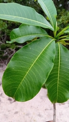 Rauvolfia
