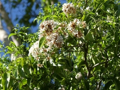 Cordia gerascanthus