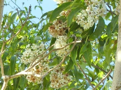 Cordia gerascanthus