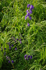 Aconitum macrorhynchum
