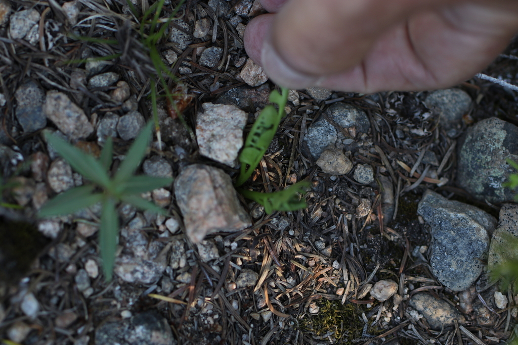 Mingan moonwort from Clear Creek County, CO, USA on July 11, 2023 at 11 ...