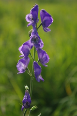 Aconitum macrorhynchum