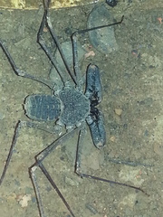 Acanthophrynus coronatus