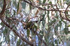 Falcunculus frontatus