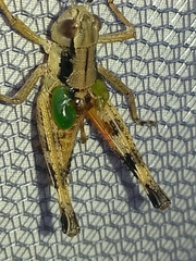 Boopedon flaviventris