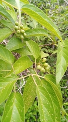 Premna