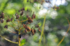 Thalictrum aquilegiifolium sibiricum