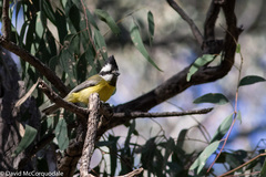 Falcunculus frontatus