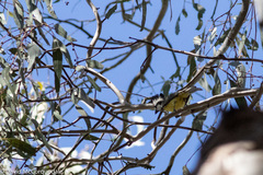 Falcunculus frontatus