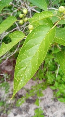 Premna