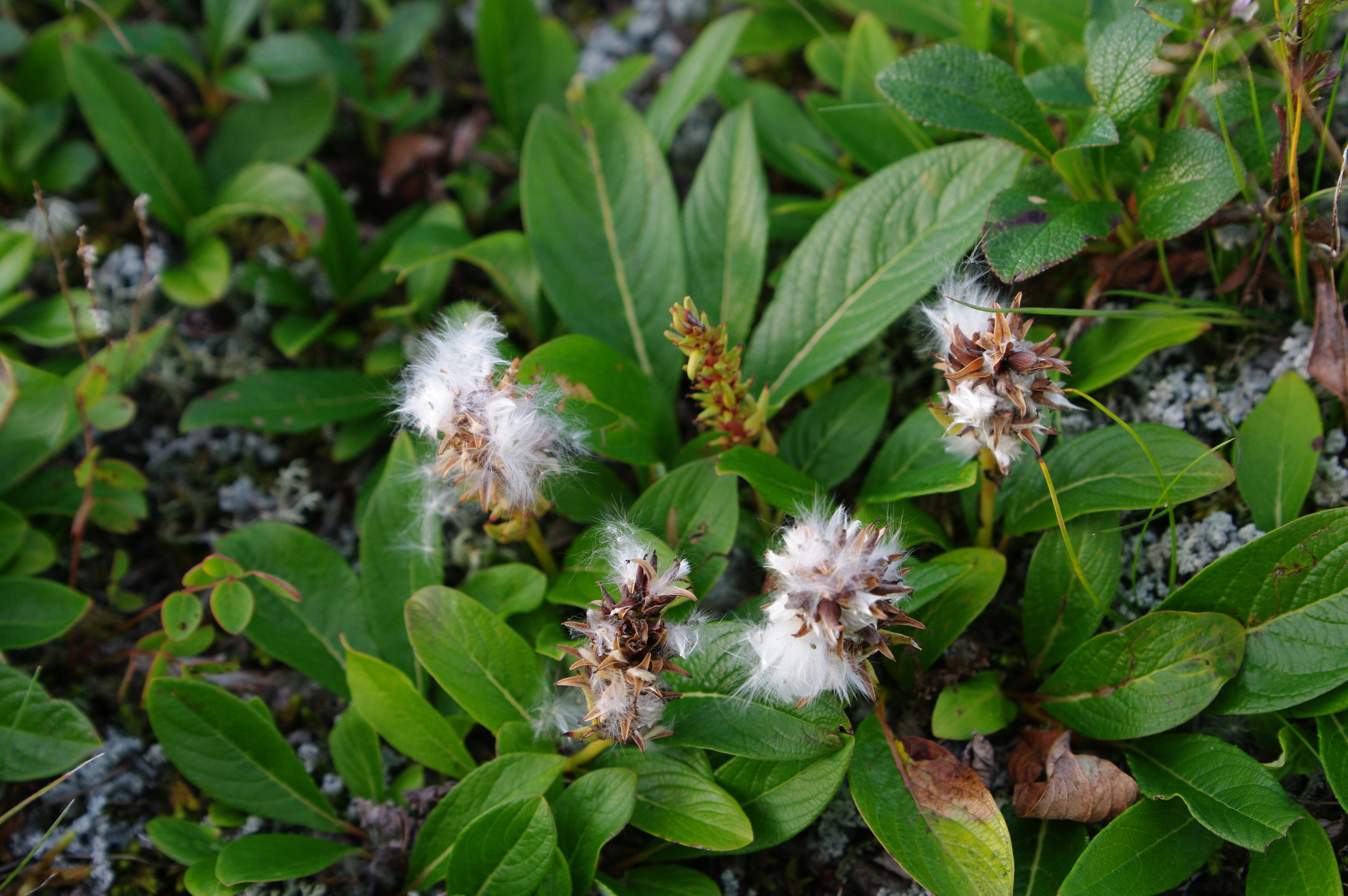 Salix sphenophylla