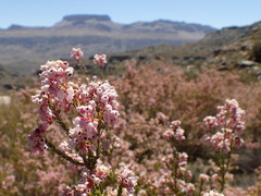 Erica verecunda