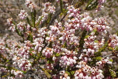 Erica verecunda