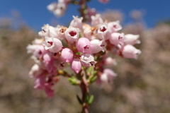Erica verecunda