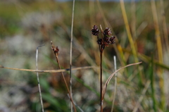 Luzula multiflora sibirica