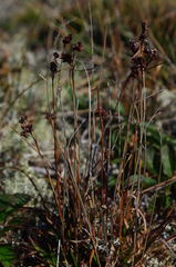 Luzula multiflora sibirica