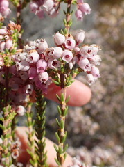 Erica verecunda