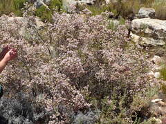 Erica verecunda