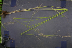 Poa nemoralis
