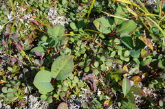 Salix fuscescens