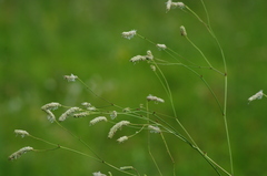 Sanguisorba parviflora
