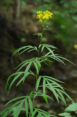 Jacobaea cannabifolia