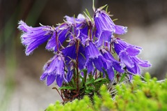 Campanula dasyantha