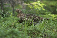 Falcipennis falcipennis
