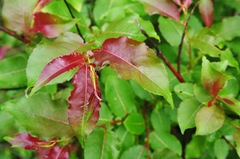 Salix cardiophylla