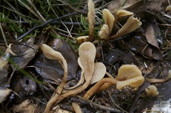 Cudoniaceae