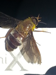 Pangoniinae