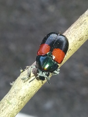 Megalostomis pyropyga