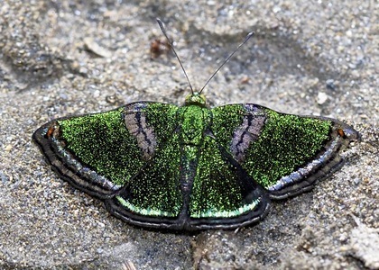 Caria plutargus from Yolosa, Bolivia on May 15, 2019 at 09:31 PM by ...