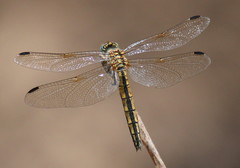 Trithemis dorsalis