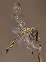 Trithemis dorsalis