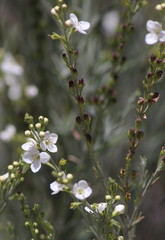 Gomphostigma virgatum
