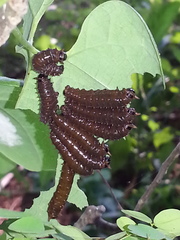 Battus polydamas polydamas