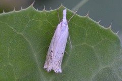 Crambus lathoniellus
