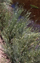 Gomphostigma virgatum